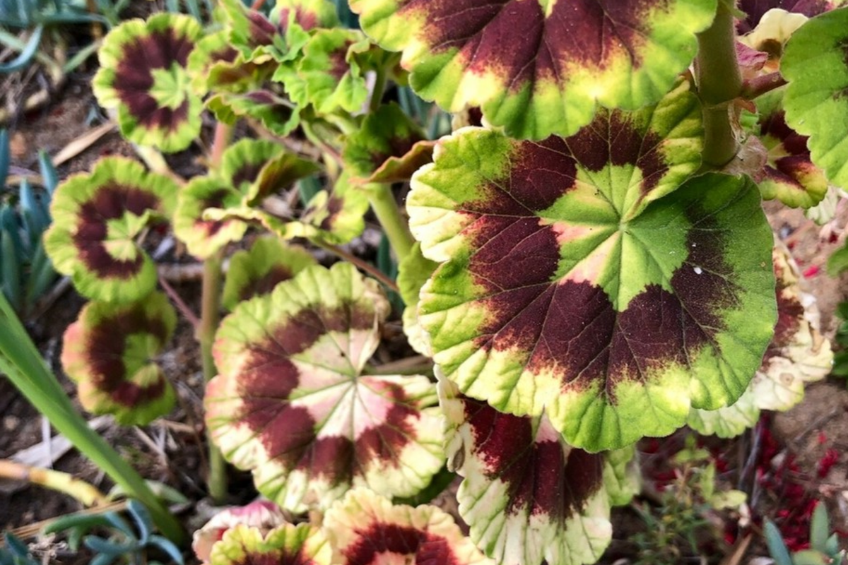 Rare Variegated Pelargonium Cutting 6" - Vivid Red Blooms, Hardy & Fast Growing - Pelargonium hortorum