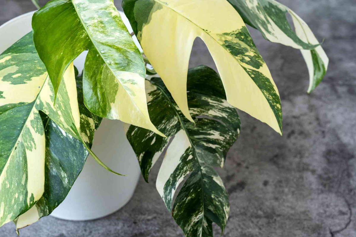Pothos Cuttings - Epipremnum Pinnatum Albo Variegata - Fenestrated Leaves - Low Maintenance Climbing Houseplant