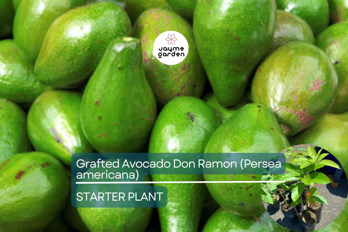 Grafted Don Ramon Avocado Tree 12-24" | Fast Fruiting Tropical Variety | Persea americana | Homegrown Creamy Avocados