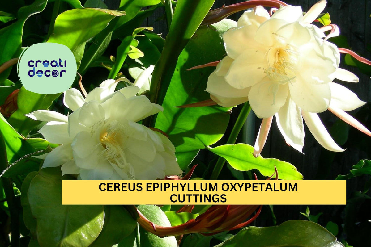 Night Blooming Cereus Cuttings | 2 Unrooted 8-10" | Epiphyllum Oxypetalum | Rare Fragrant Orchid Cactus