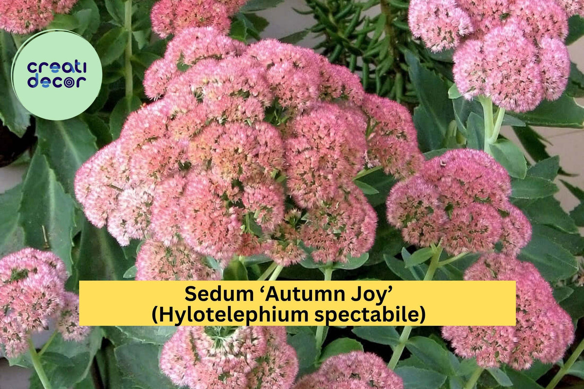 Sedum ‘Autumn Joy’ Bare Root Hardy Perennial Pink Flowers Hylotelephium spectabile - Drought-Tolerant Succulent for Pollinators