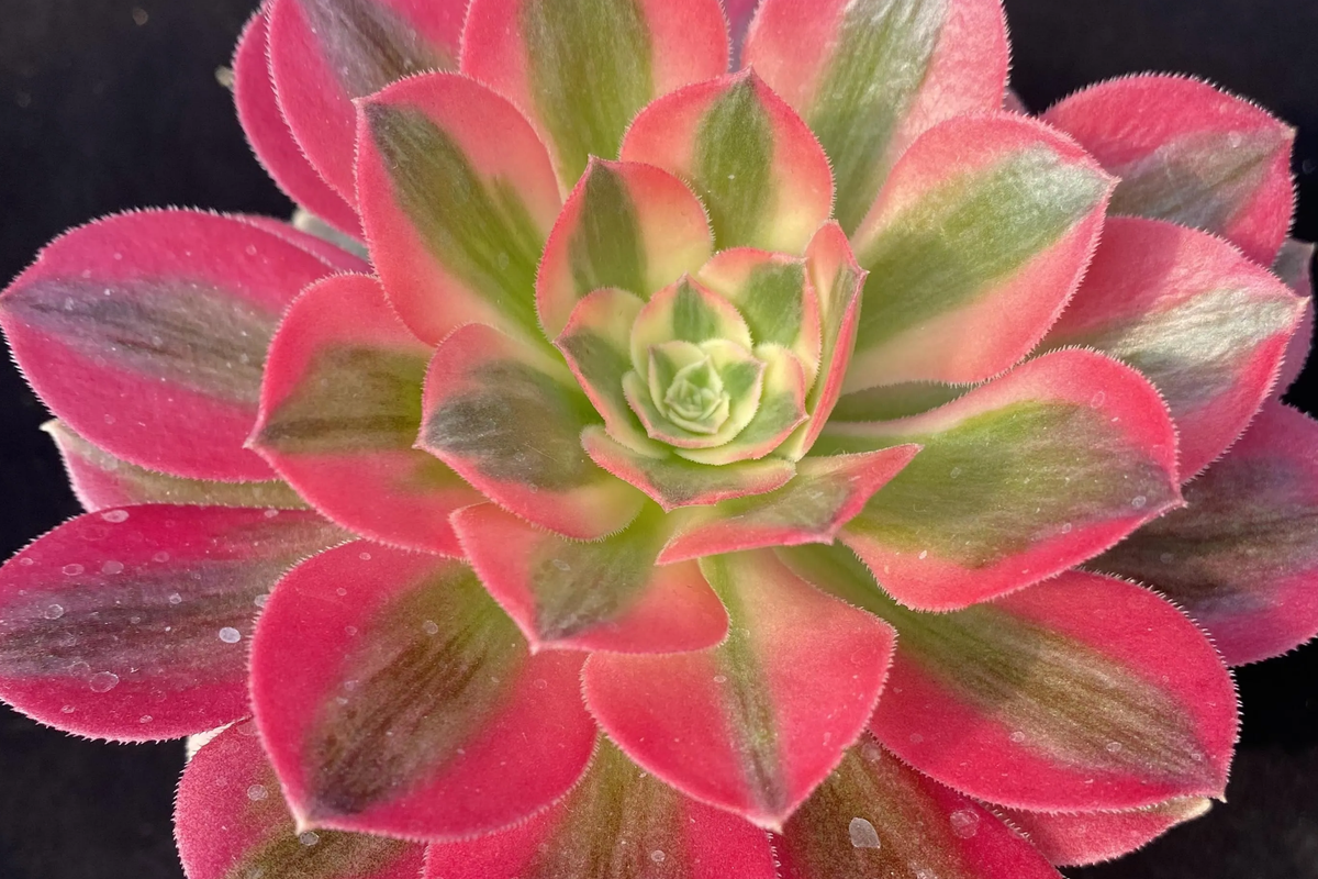 Fresh Succulent Cutting | 2.5-Inch Rosette | Aeonium 'Perfume Concubine' | Unique Collector Variety | Easy to Grow