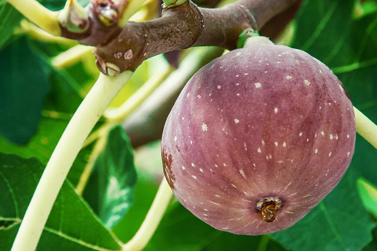 10 Chicago Hardy Fig Tree Cuttings 9"-10" Cold-Resistant Ficus carica for Fast-Growing Temperate Climates