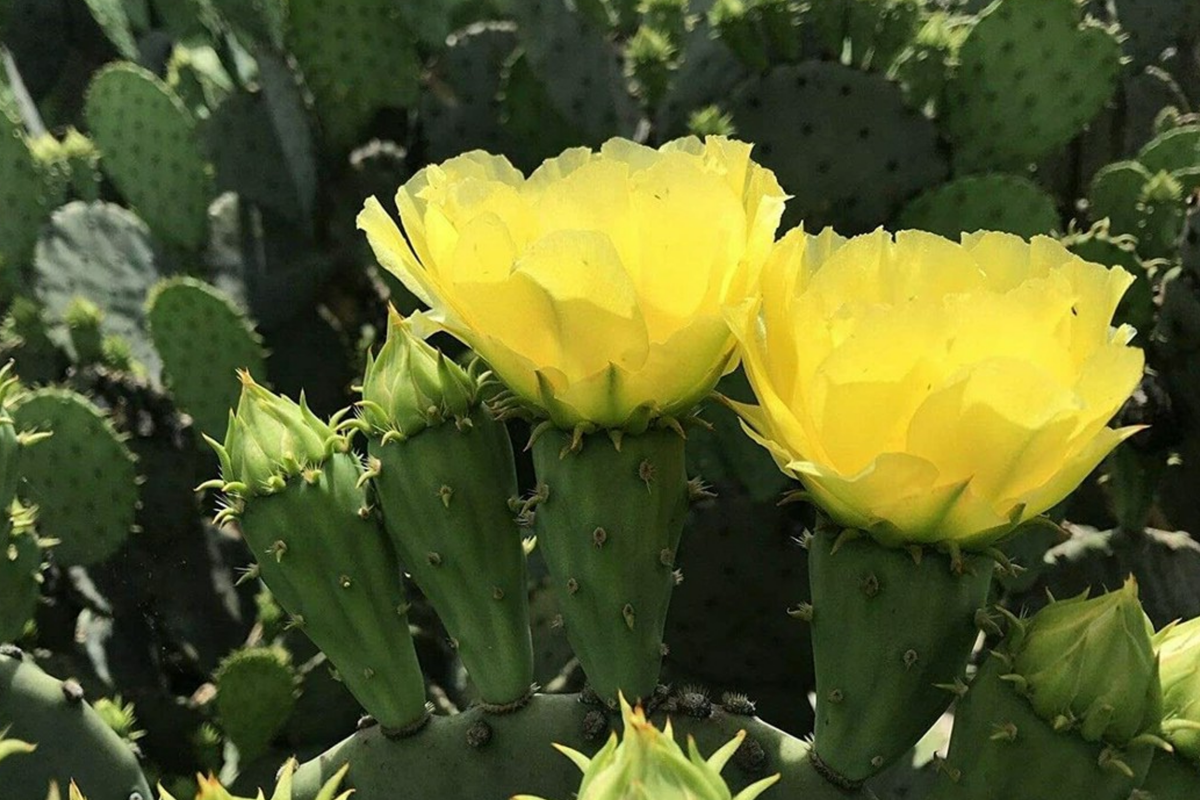 Hardy Opuntia Cacanapa Prickly Pear Cactus Cuttings - 2 Edible Pads, Winter Resistant, Drought Tolerant, Easy to Grow