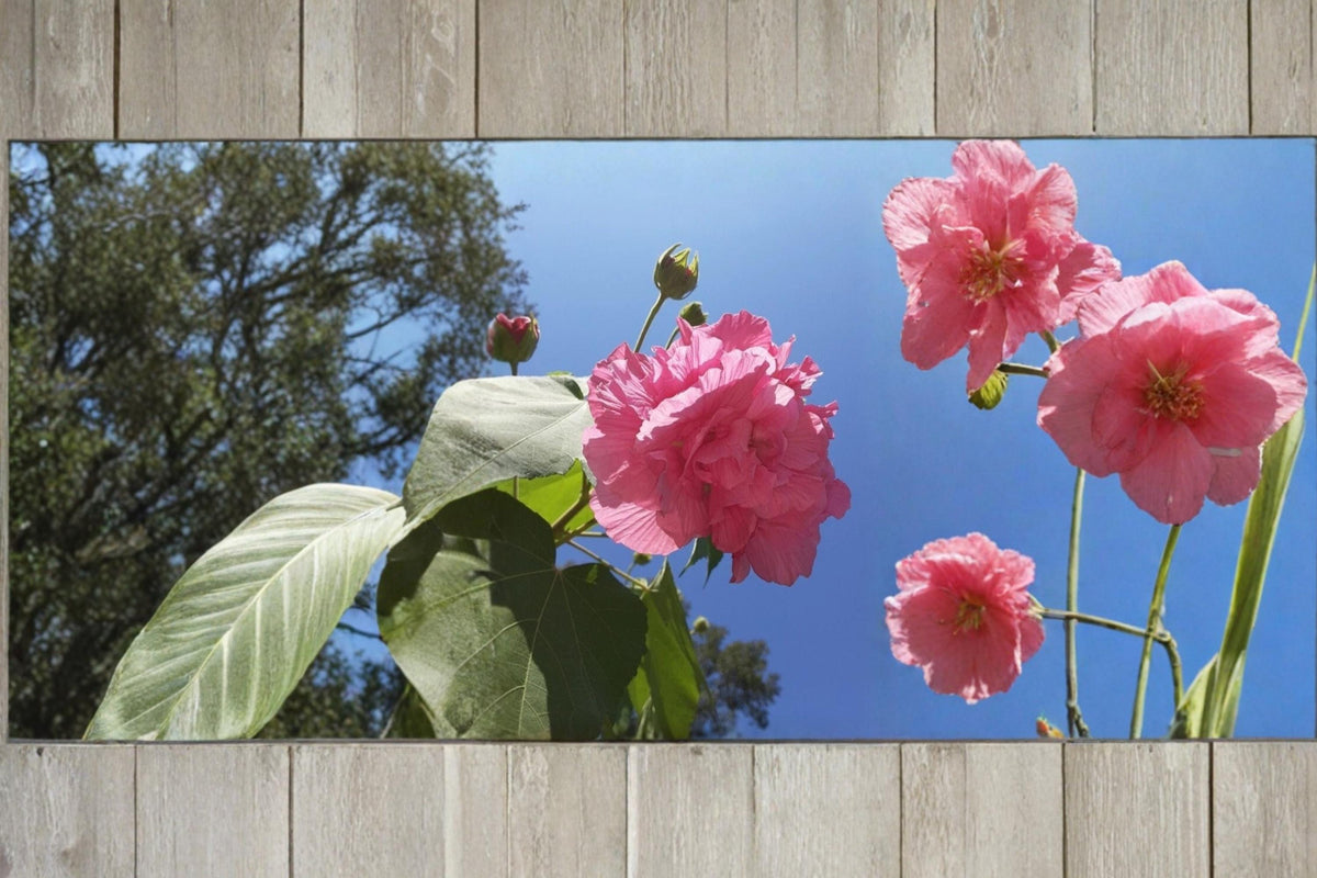 Cotton Rose Cuttings 4 Unrooted Hibiscus mutabilis Color Changing Flower Shrub White to Pink Blooms