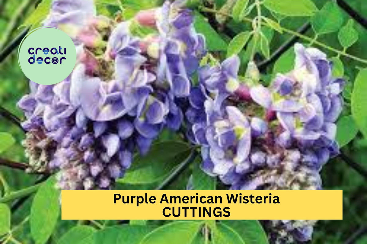 5 Unrooted Purple American Wisteria Cuttings - Wisteria frutescens - Non-Invasive Climbing Vine for Native Gardens