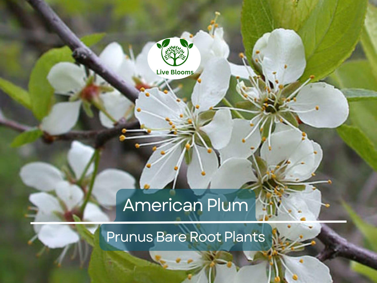 10 American Plum Tree Saplings - Bare Root Prunus Americana for Wildlife, Pollinators, Edible Landscaping, Native Plants