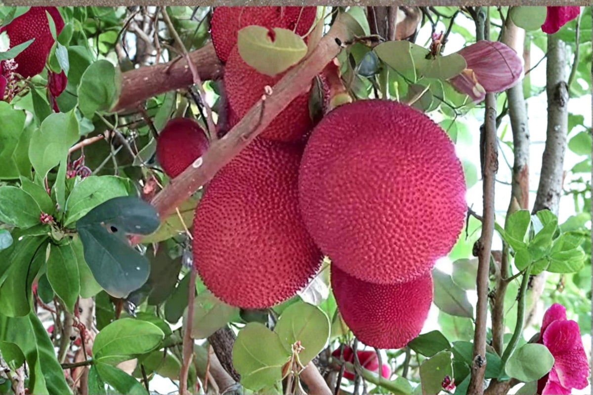 Malaysia Red Jackfruit Seeds - 8 Seeds - Artocarpus heterophyllus - Tropical Fruit Tree for Warm Climates