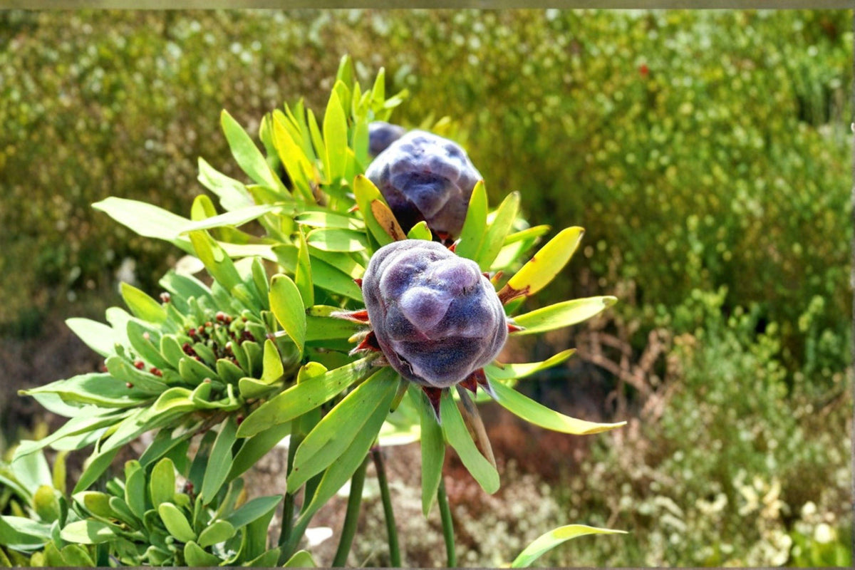 Leucadendron pubescens Seeds - Rare South African Shrub - Protea Family - Drought Tolerant - Collector Seeds