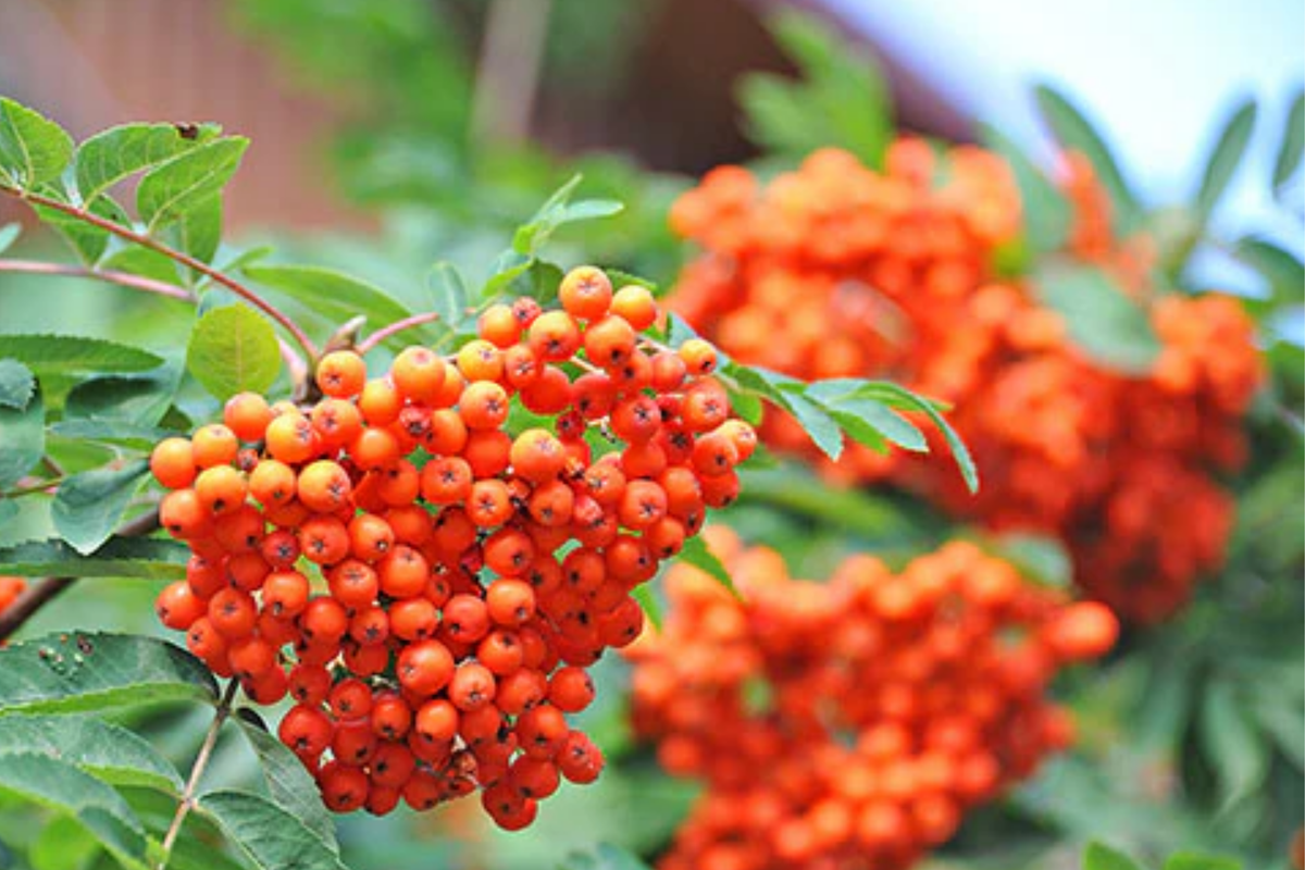 European Mountain Ash Tree 2-3 Ft Live Bare Root Plant Sorbus aucuparia Ornamental Shade Tree Zones 2-9