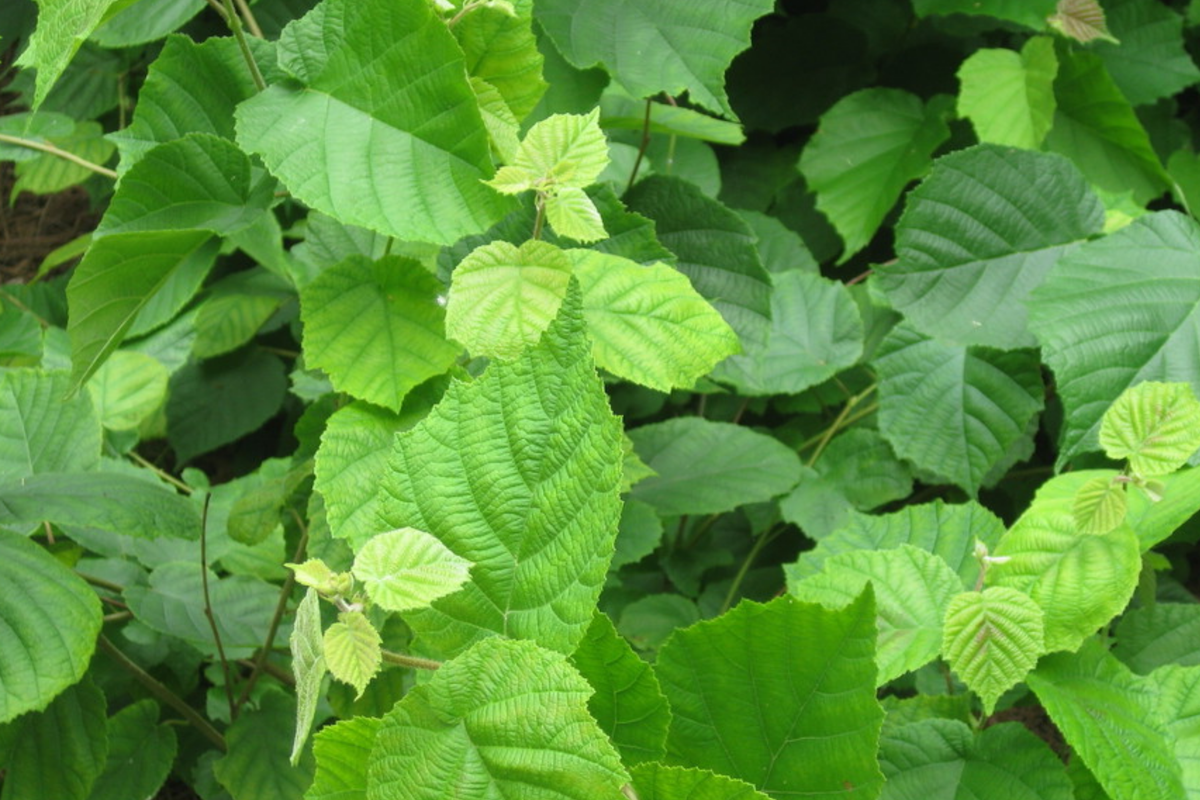 5 Bareroot American Hazelnut Trees 10-12" Corylus Americana - Nut-Producing for Gardens & Wildlife, USDA Zones 4-9
