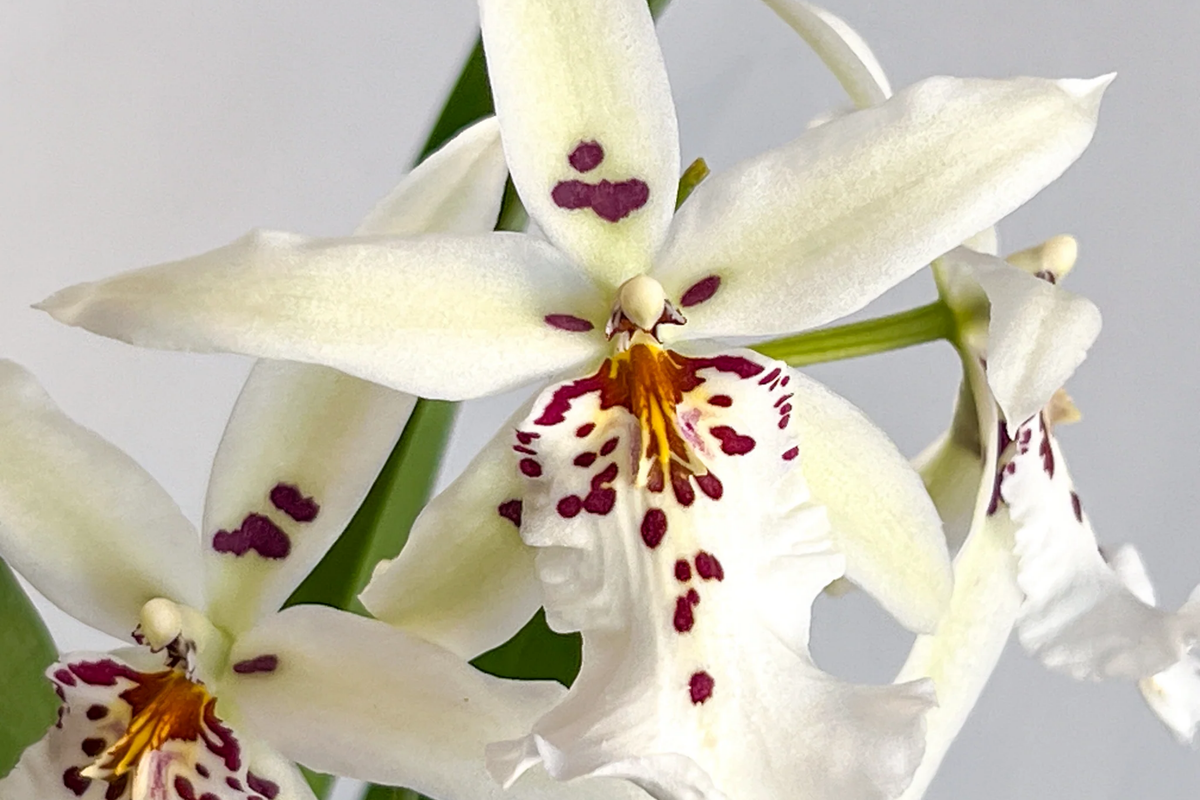 Fragrant Orchid Seedling - Winter Wonderland 'White Fairy', Dendrobium, Bare Root, Purple & White Flowers