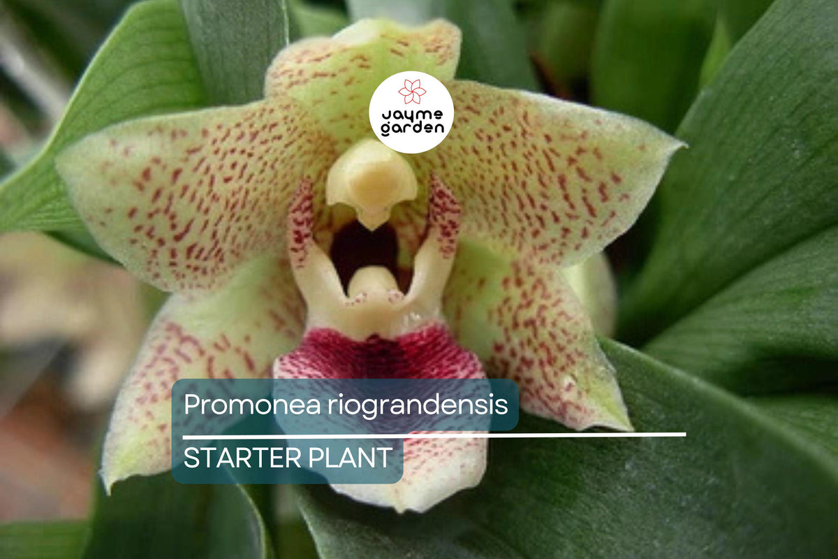 Miniature Orchid Seedling in 2” Pot - Promenaea riograndensis | Live Blooming Tropical Orchid for Collectors and Enthusiasts