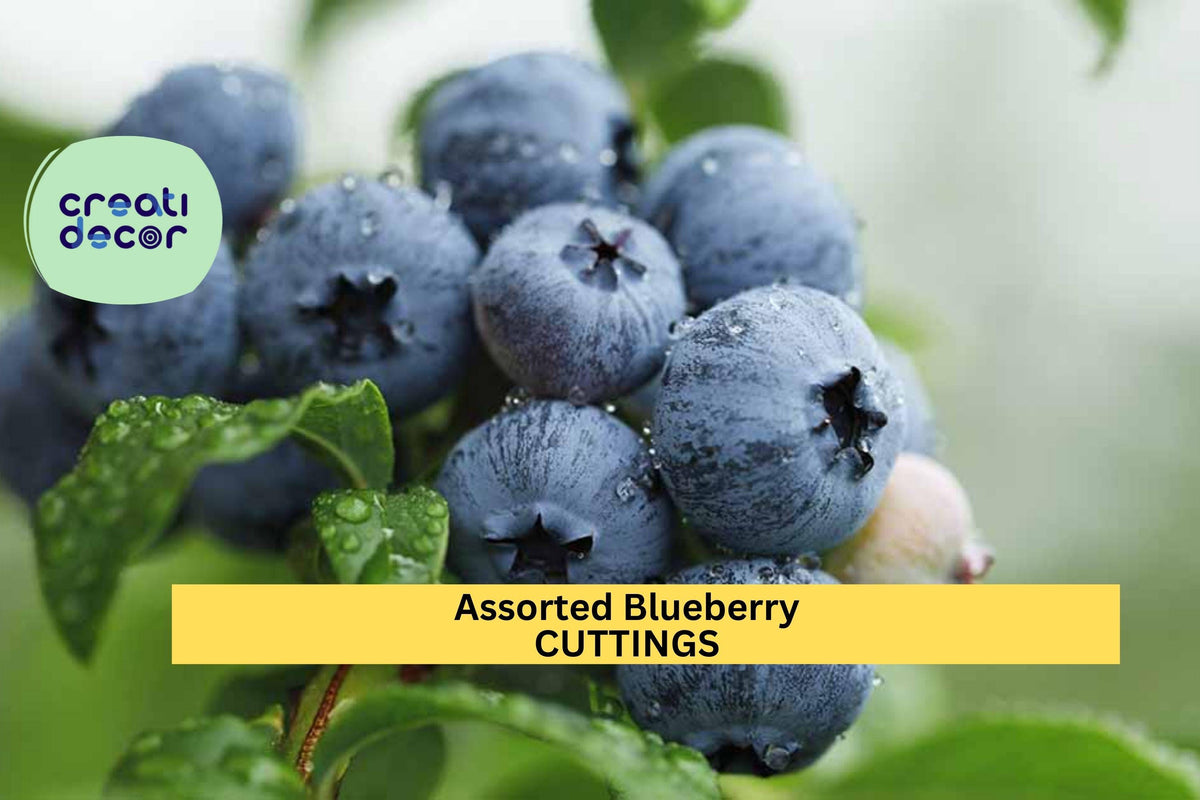 Blueberry Cuttings - 5 Unrooted Organic Scions - Assorted Vaccinium Varieties for Propagation - Fresh Fruit Plant Starter