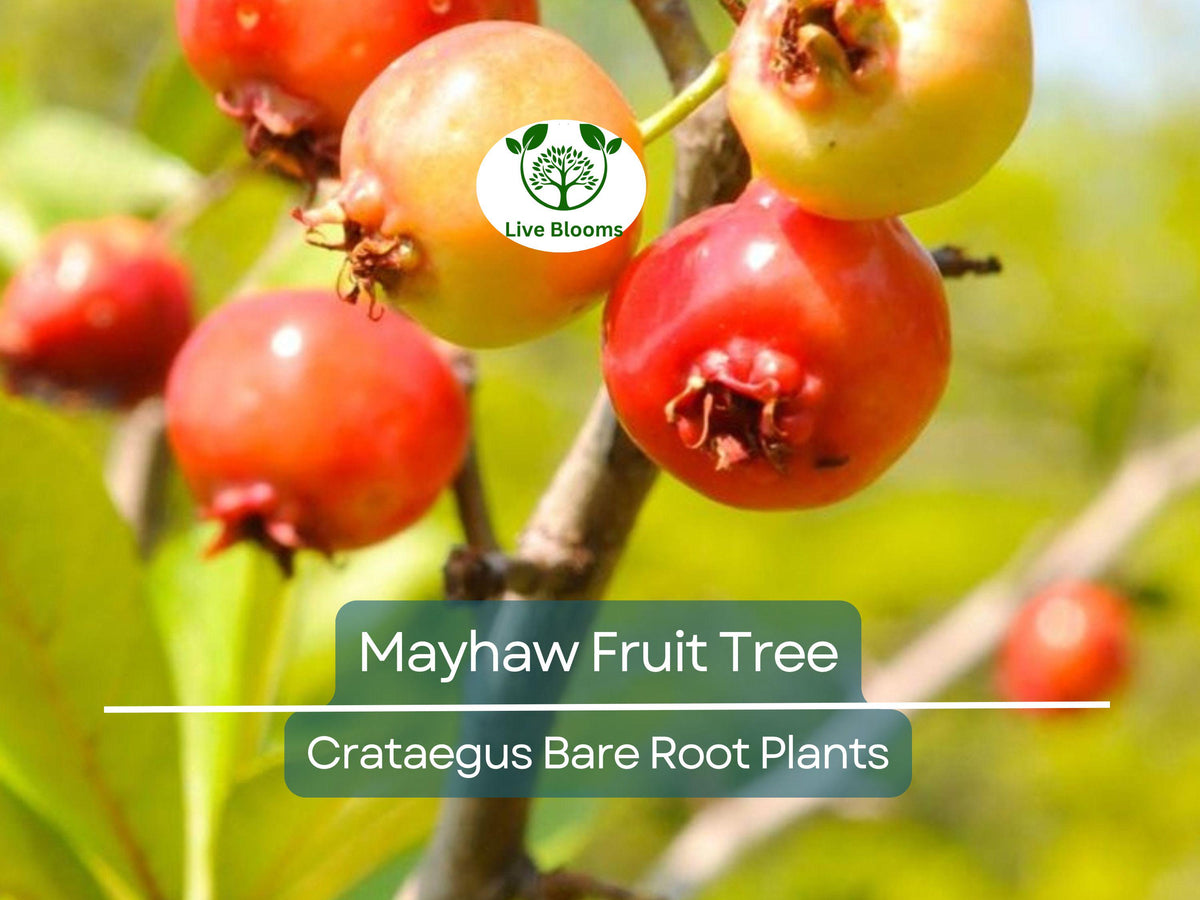 Mayhaw Fruit Trees - 2 Live Heirloom Seedlings 6" Tall - Bare Root Red Apple-Hawthorn (Crataegus opaca) for Jelly & Wildlife
