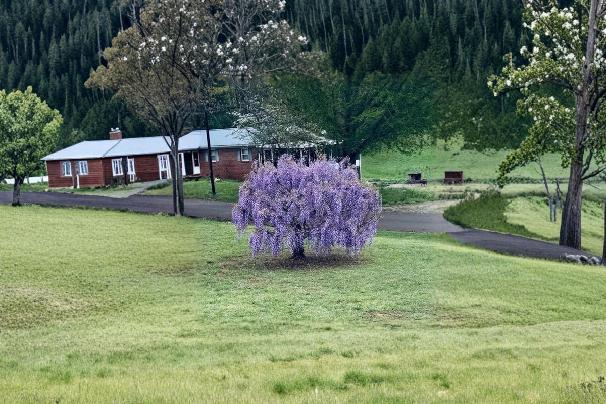 Purple Wisteria Live Vines 12-18" Tall Flowering Climbing Vine (Wisteria spp.) - Decorative Garden Plant for Arbors & Trellises