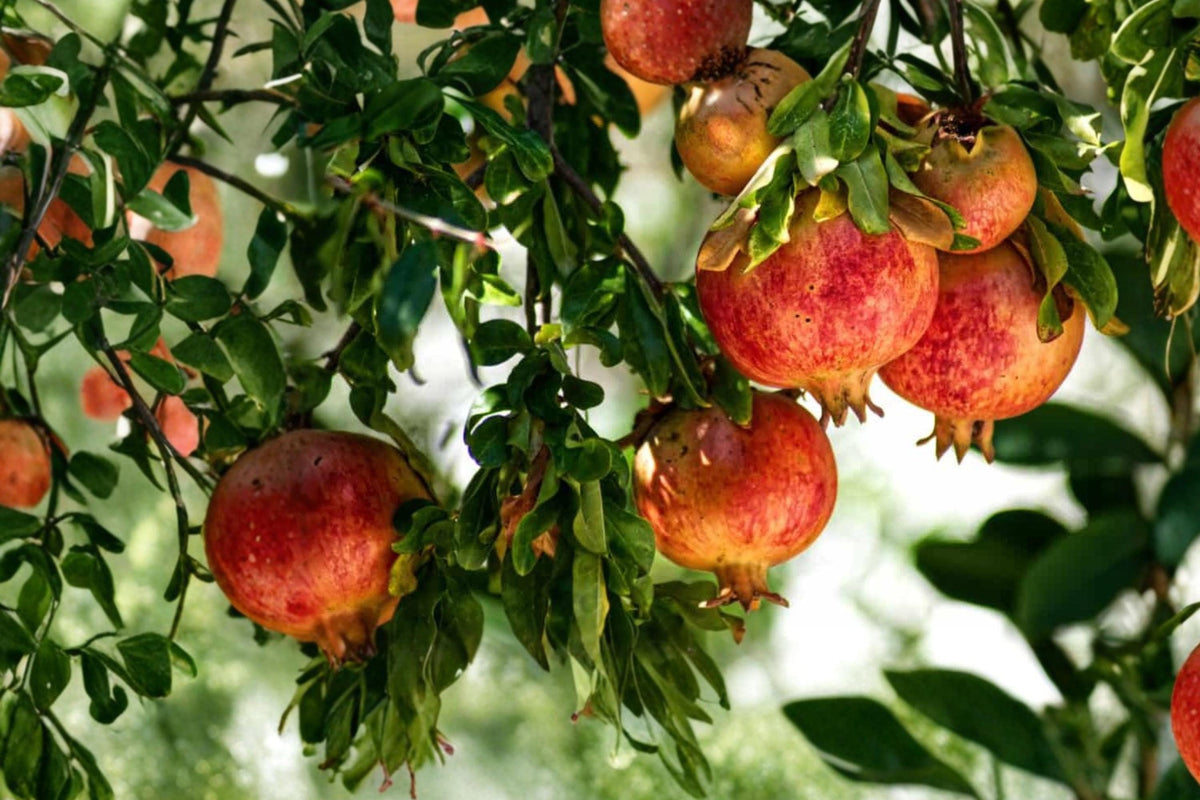 Fleishman Pomegranate Cuttings 6-8" Unrooted Fruit Tree (Punica granatum) for Propagation, Deciduous Edible Shrub
