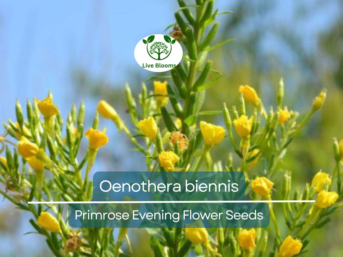 200 Primrose Evening Seeds - Hardy Oenothera biennis Wildflower, Night-Blooming, Drought-Tolerant, Attracts Pollinators, Easy to Grow