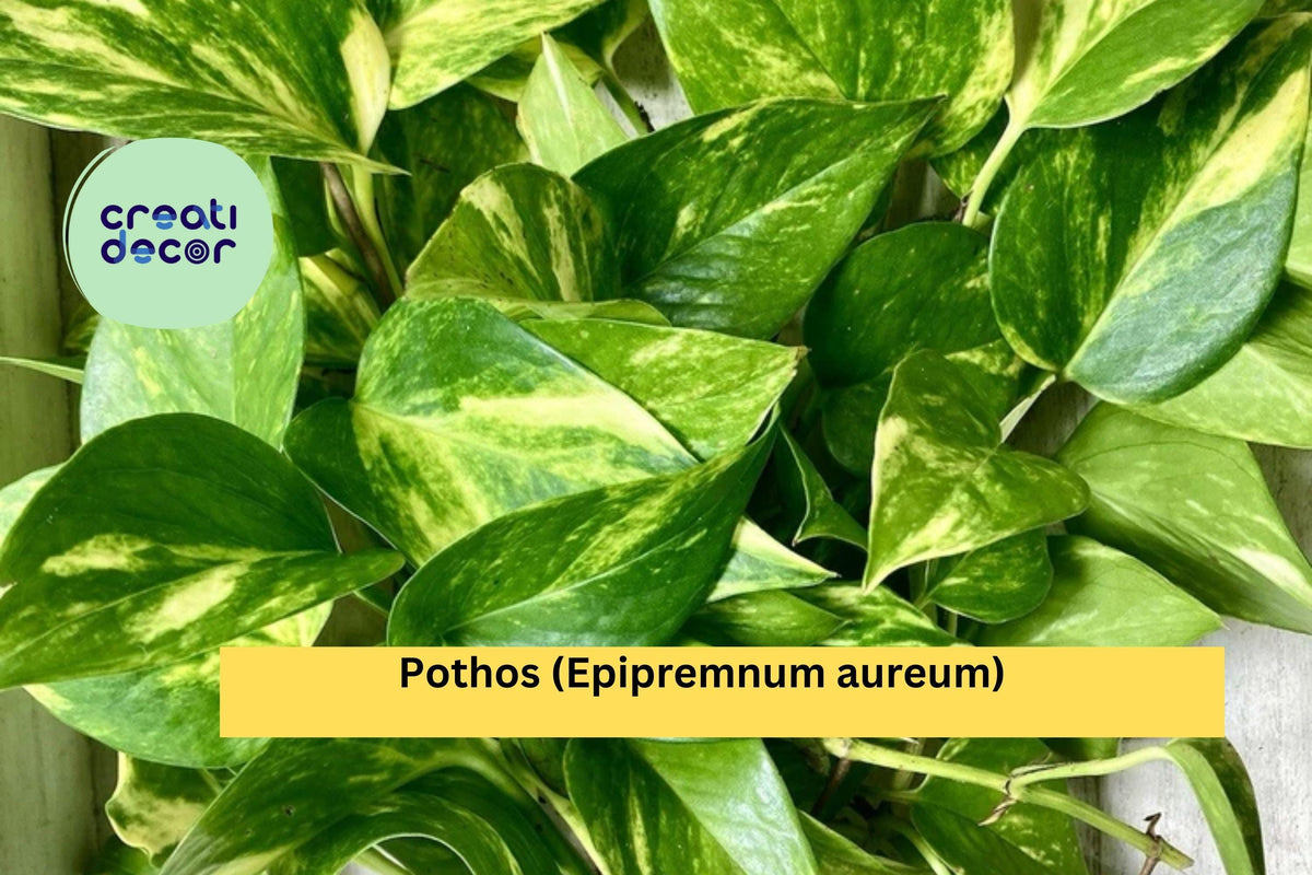 Pothos Cuttings Set of 10 Live Rooted Plants | Epipremnum aureum | Fast-Growing Indoor Vine for Houseplant Décor