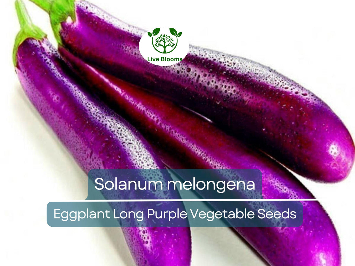 50 Seeds Eggplant Long Purple - Non-GMO, Heirloom, Slim Fruit, Organic Vegetable Seeds (Solanum melongena) for Easy Gardening