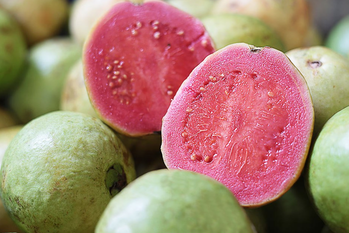 Indonesian Seedless Guava Tree 1’-2’ Tall | Sweet Juicy Guava Plant | Psidium guajava | Ideal for Gardens & Containers