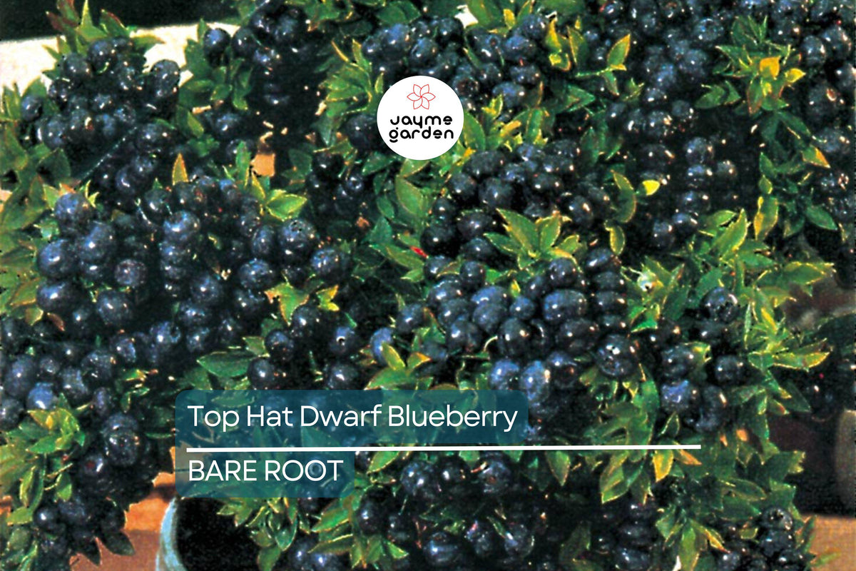 Top Hat Dwarf Blueberry Starter Plants - 4-6 Inch Live Seedlings, Vaccinium corymbosum, Compact Edible Fruit Bush, Bare Root
