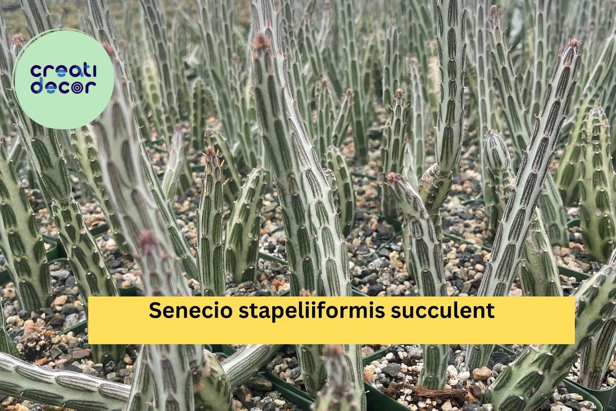 Live Senecio Stapeliiformis Pickle Plant in 4" Pot - Unique Striped Succulent, Easy-Care Indoor/Outdoor Cactus-Like Plant