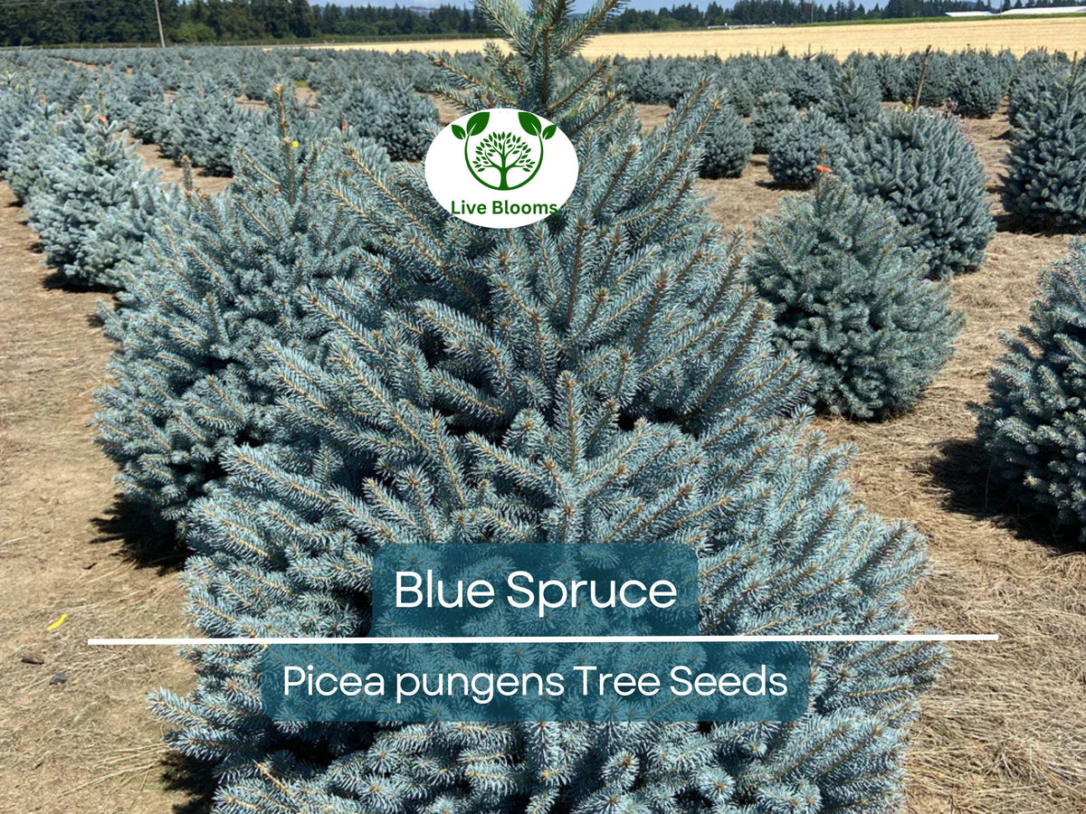 50 Blue Spruce Seeds - Picea pungens - Colorado Blue Spruce - Hardy Evergreen for Landscaping, Yard, Garden, & Privacy Screens