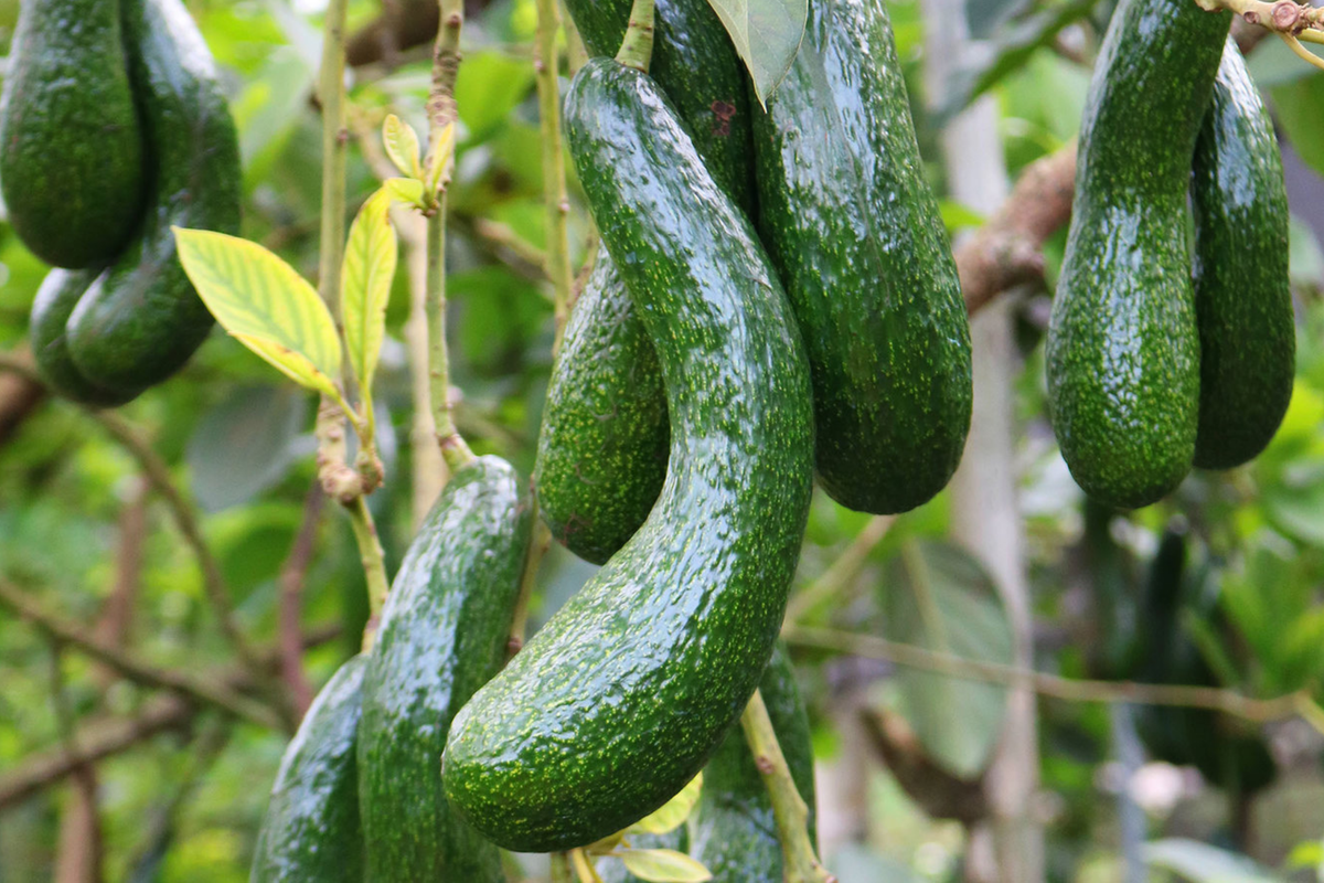 Avocado Longneck Tree Seedling 1'-2' Tall | Persea americana | Year-Round Fruit | Easy Care Tropical Plant for Gardens