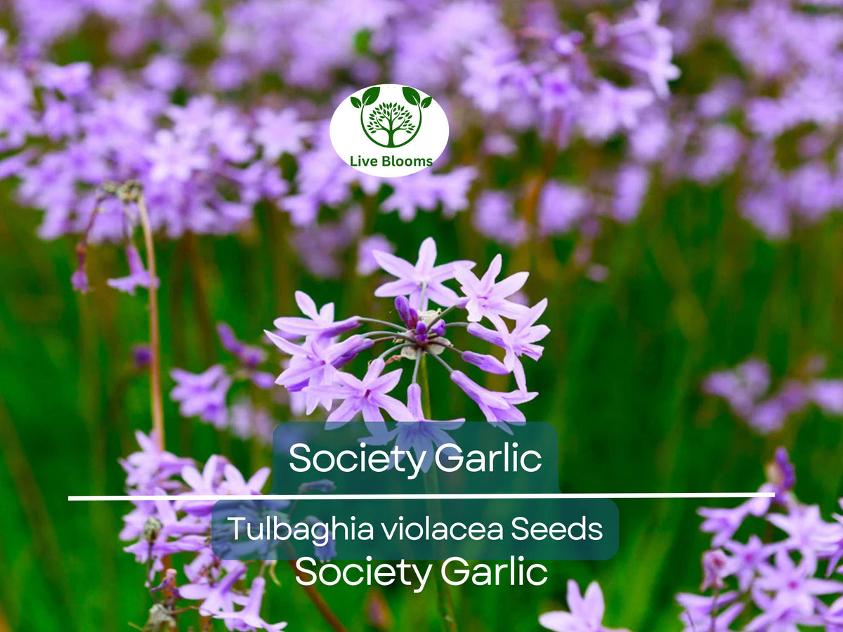 50 Society Garlic Seeds - Purple Flowering Perennial (T. violacea) - Edible, Aromatic, Drought-Tolerant for Garden & Culinary Use