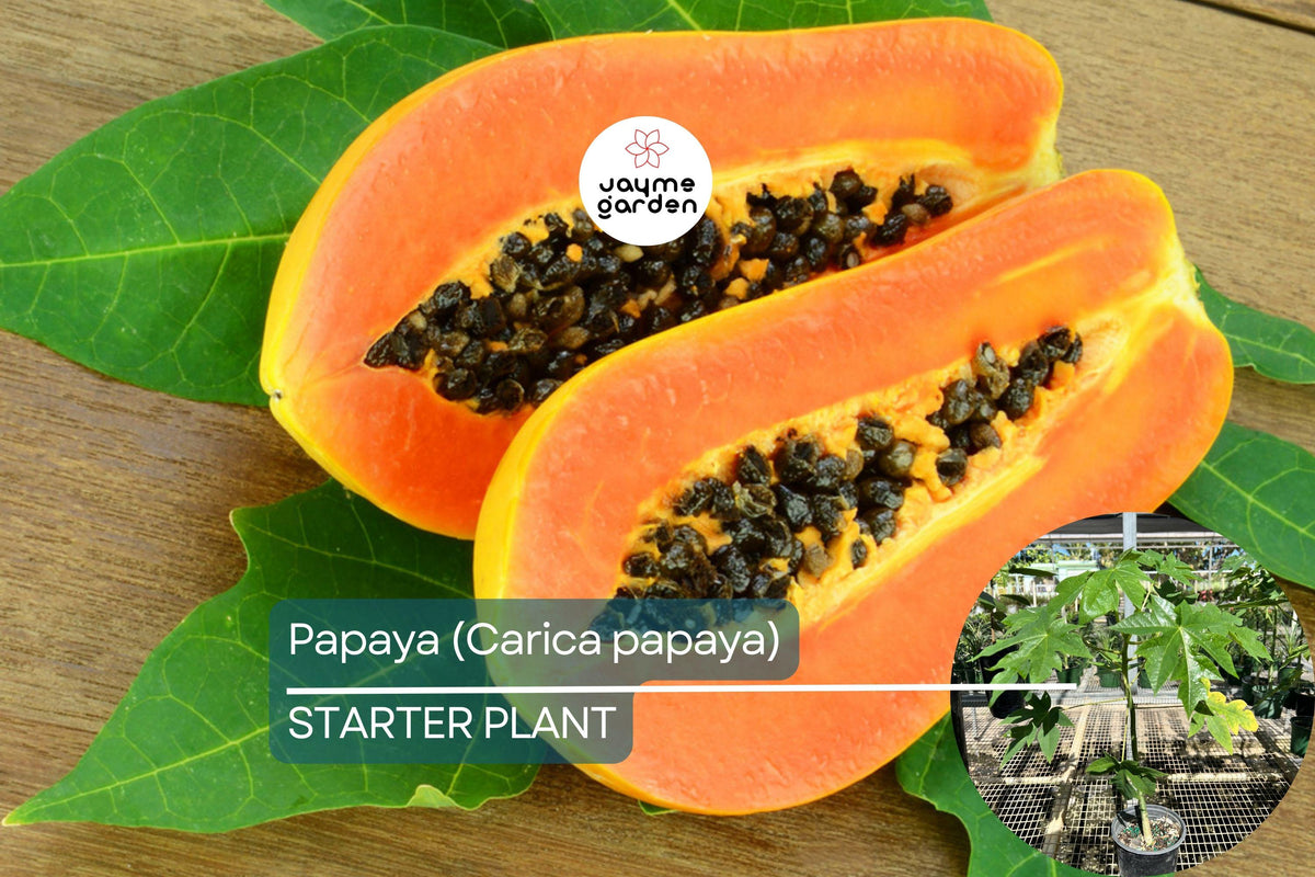Papaya Tree Live Plant 1'-2' Sweet Tropical Fruit Carica papaya, Easy to Grow, Vitamin C Rich, Perfect for Gardens