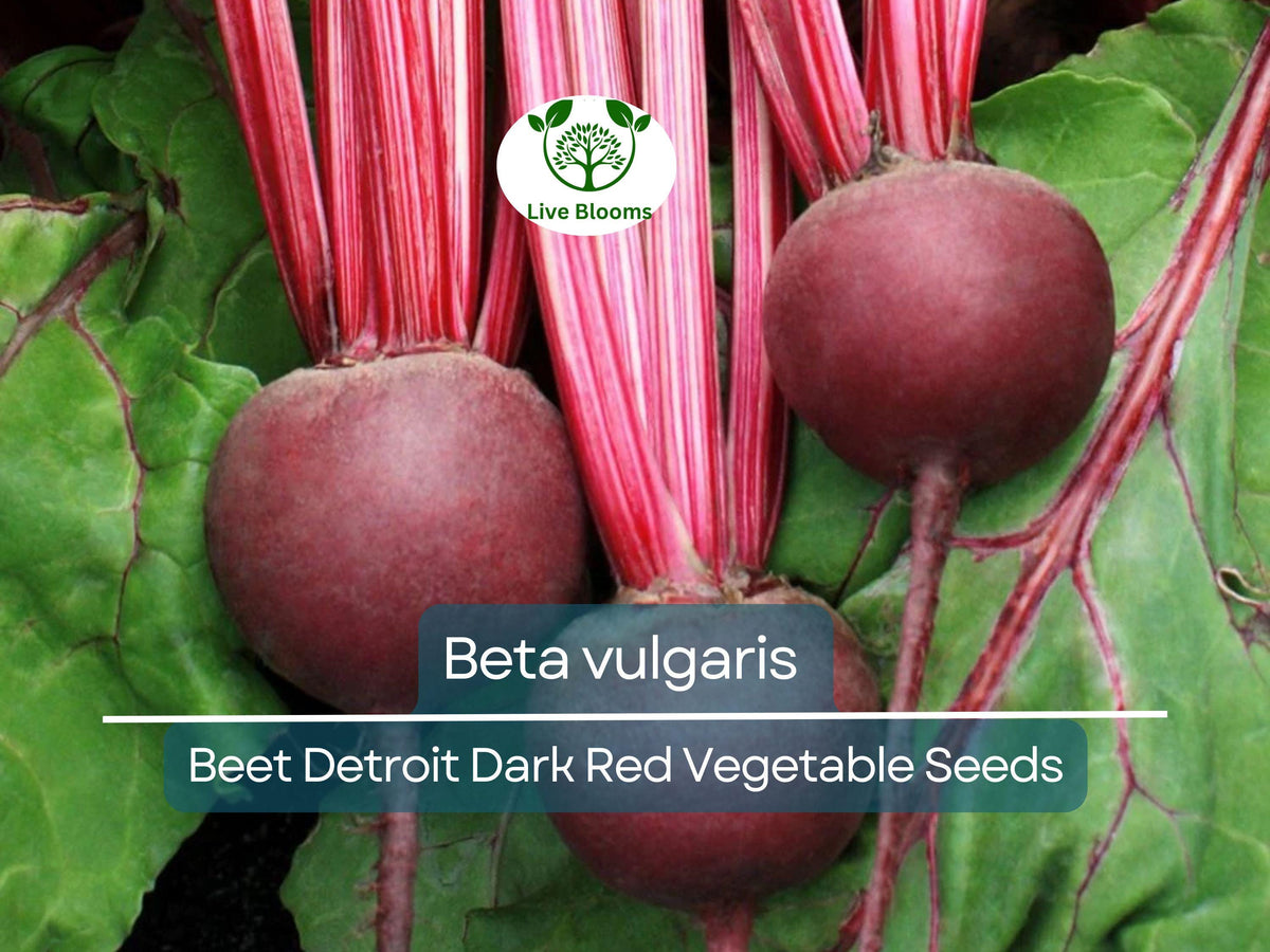 40 Seeds Beet Detroit Dark Red - Beta vulgaris | Heirloom Root Vegetable for Planting & Gardening