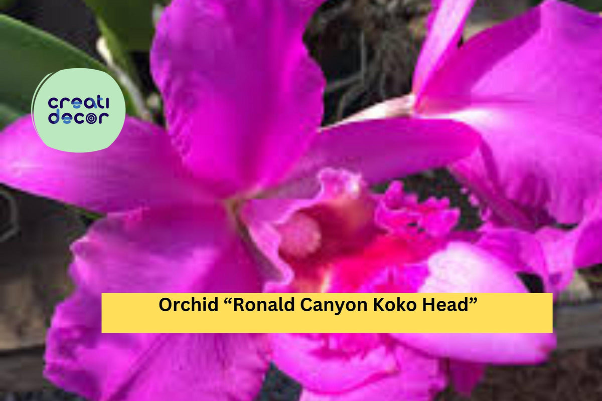 Orchid Plant Seedling | 1 Bare Root Live ‘Ronald Canyon Koko Head’ | Exotic Hybrid Orchid for Indoor Growing | Orchid Hybrid