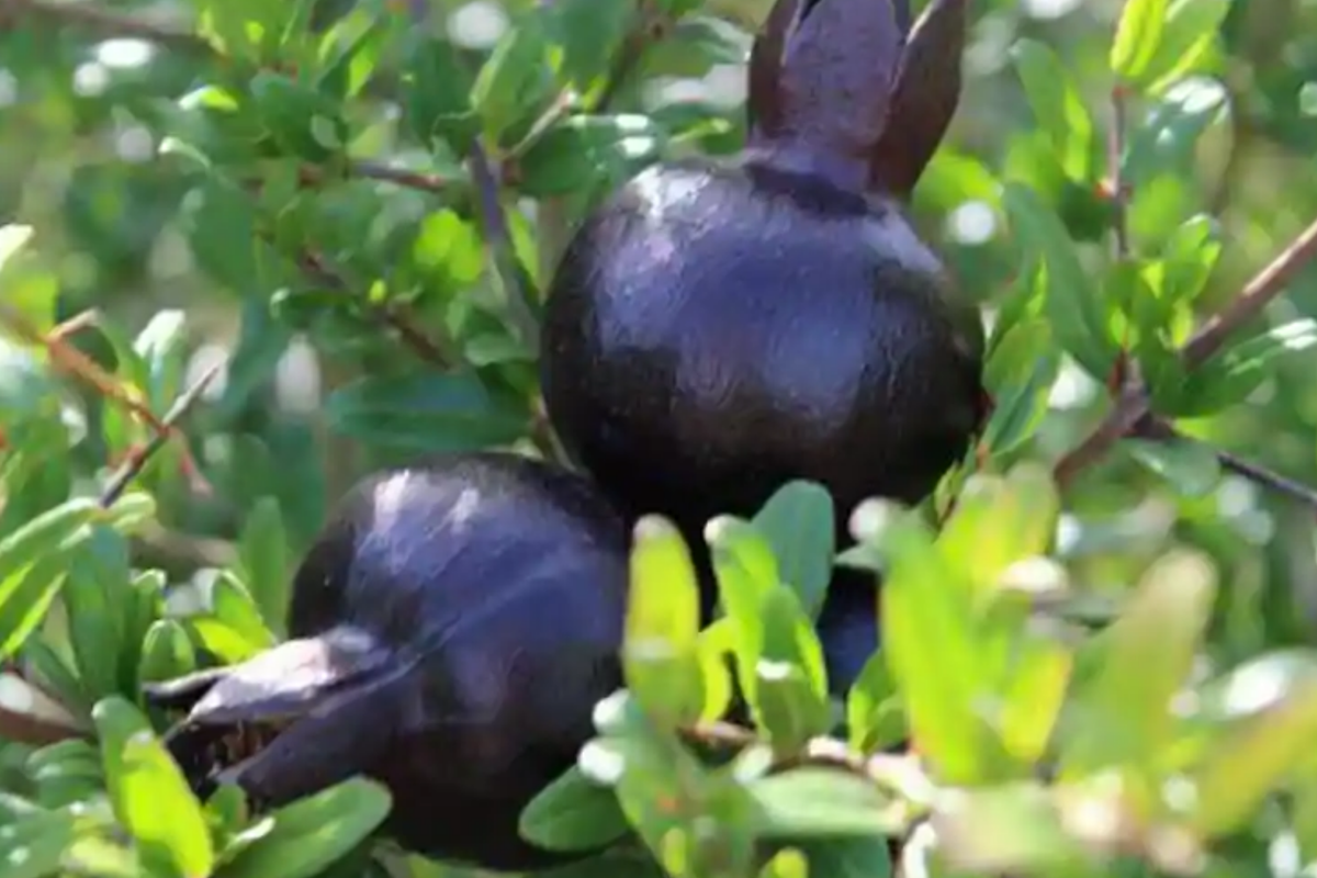 Black Pomegranate Tree Live 1-2 ft Antioxidant Fruit Plant | Punica granatum | Easy Care Tropical Garden Variety