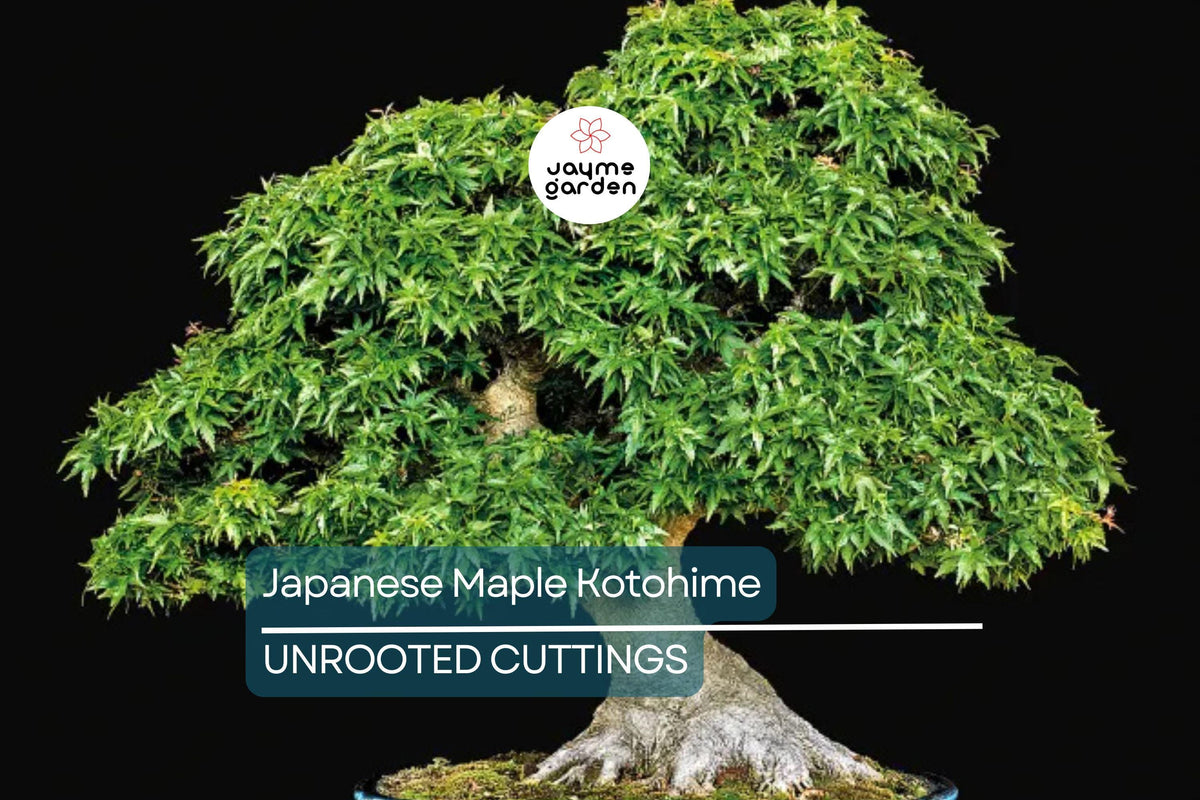 Bonsai Cutting - Japanese Maple Kotohime - Acer Palmatum - Fresh Starter for Miniature Tree Styling - Hardy in Zone 8a