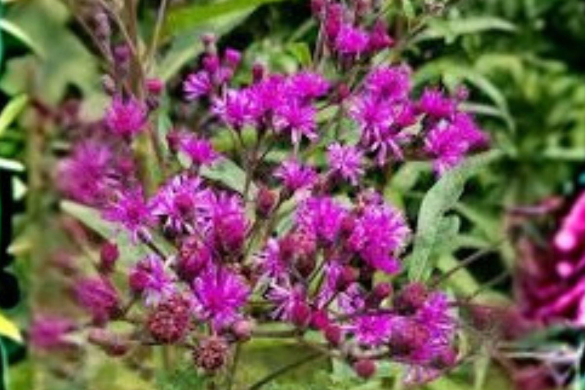 100 Seeds Vernonia noveboracensis - New York Ironweed, Native Purple Wildflower, Pollinator Perennial