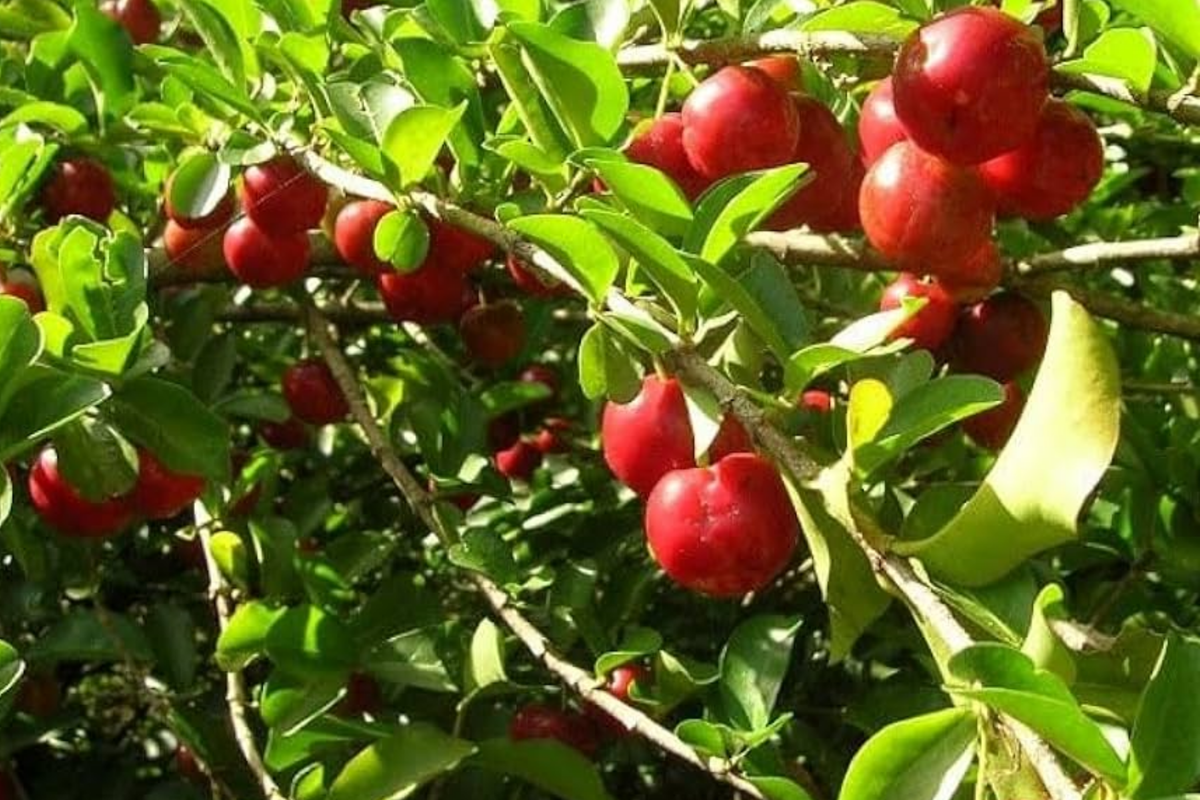 Acerola Tree Starter Plant 12"-24" | Vitamin C-Rich Barbados Cherry | Malpighia emarginata | Compact Tropical Fruit Tree