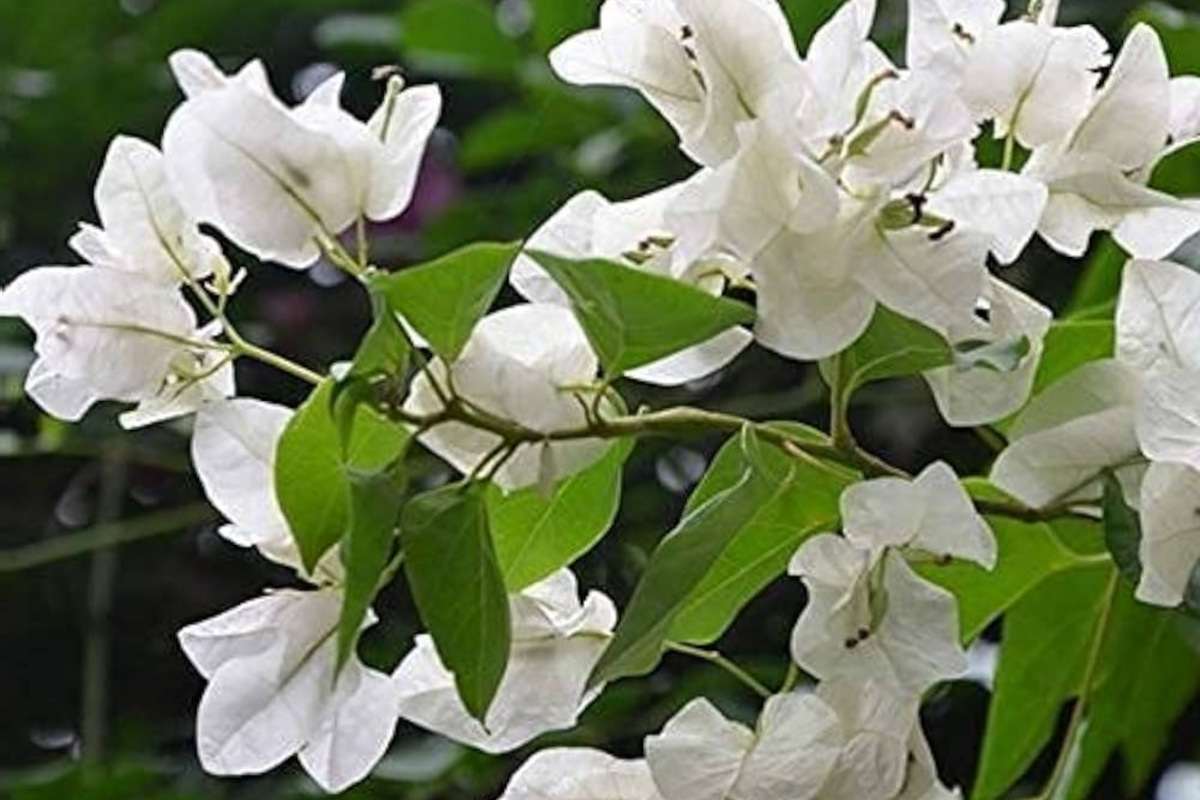 White Trinitaria Bougainvillea Live Plant 1'-2' | Tropical Climbing Vine | Bougainvillea glabra alba | Drought-Tolerant, Low Maintenance