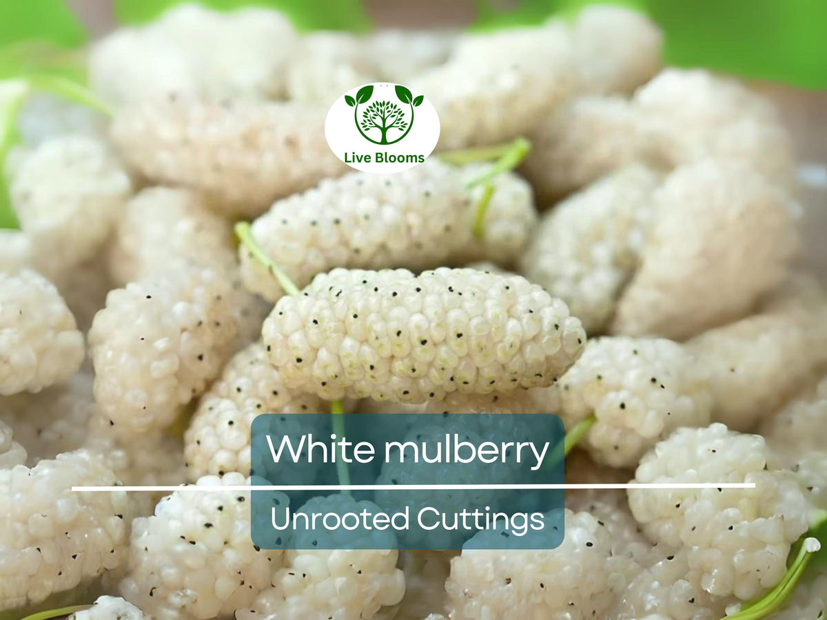 10 Unrooted White Mulberry Cuttings 6-8" – Morus alba Edible Fruit Tree Cuttings for Easy Propagation and Garden Planting
