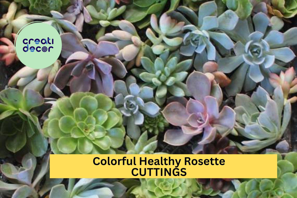 10 Rosette Succulent Cuttings + Bonus Extras | Echeveria, Graptopetalum Mix | Fresh Unrooted Plants for Pots & DIY Projects