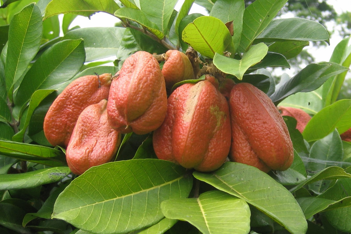 Ackee Starter Plant 12"-24" Blighia sapida | Live Tropical Fruit Tree | Exotic Caribbean Culinary Treasure