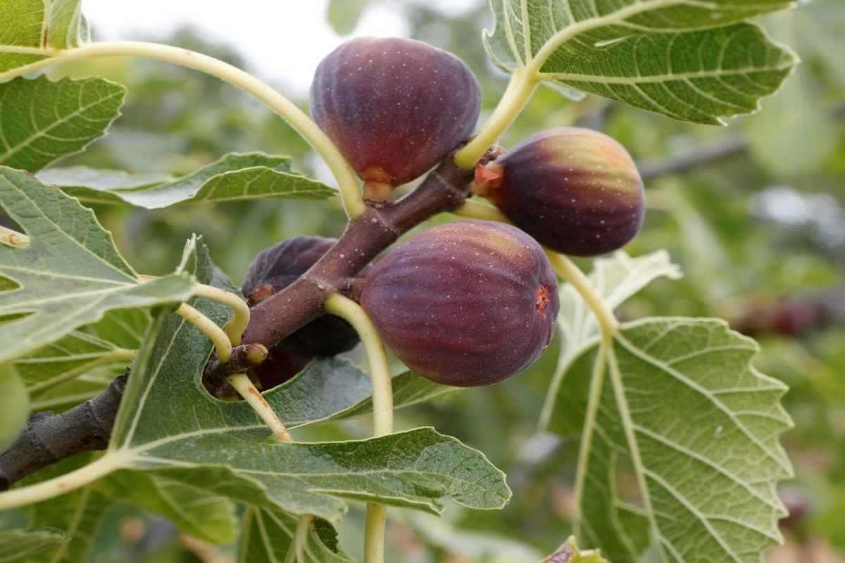 Ficus Fig Tree Starter Plant | Live Tropical Fruit Tree | Ficus carica | Sweet, Nutritious Figs for Gardens & Patios