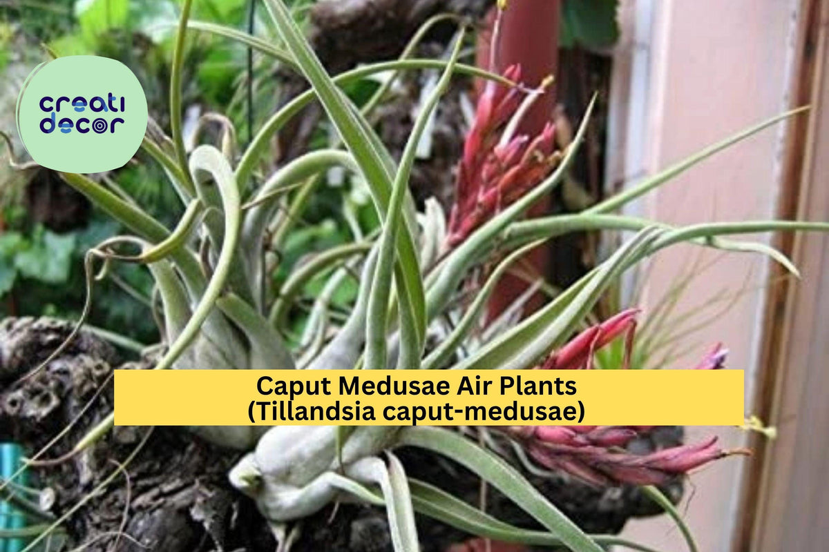 Caput Medusae Air Plants 5 Pack - Tillandsia caput-medusae - Exotic Easy Care Indoor Decor - Soil-Free Epiphytes