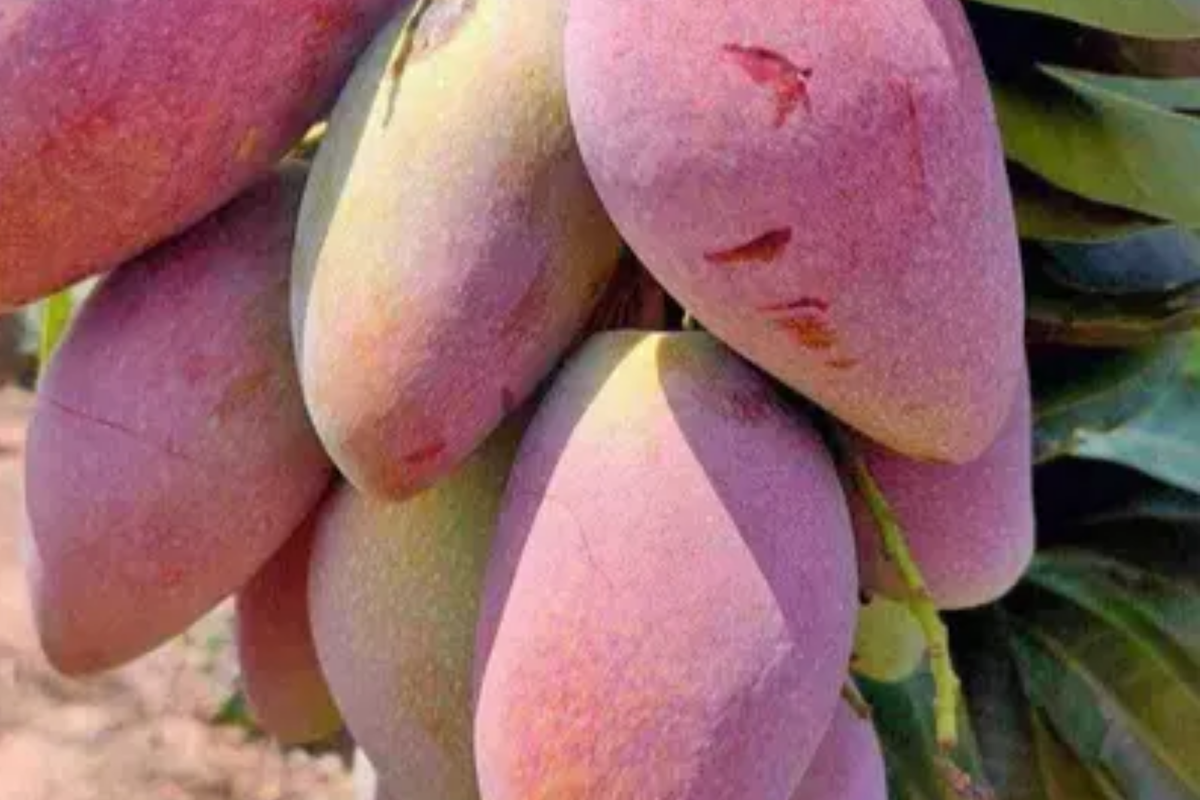 Grafted Ivory Mango Tree 3'-4' | Fiberless Sweet Tropical Fruit | Mangifera spp. | Container-Friendly Live Plant