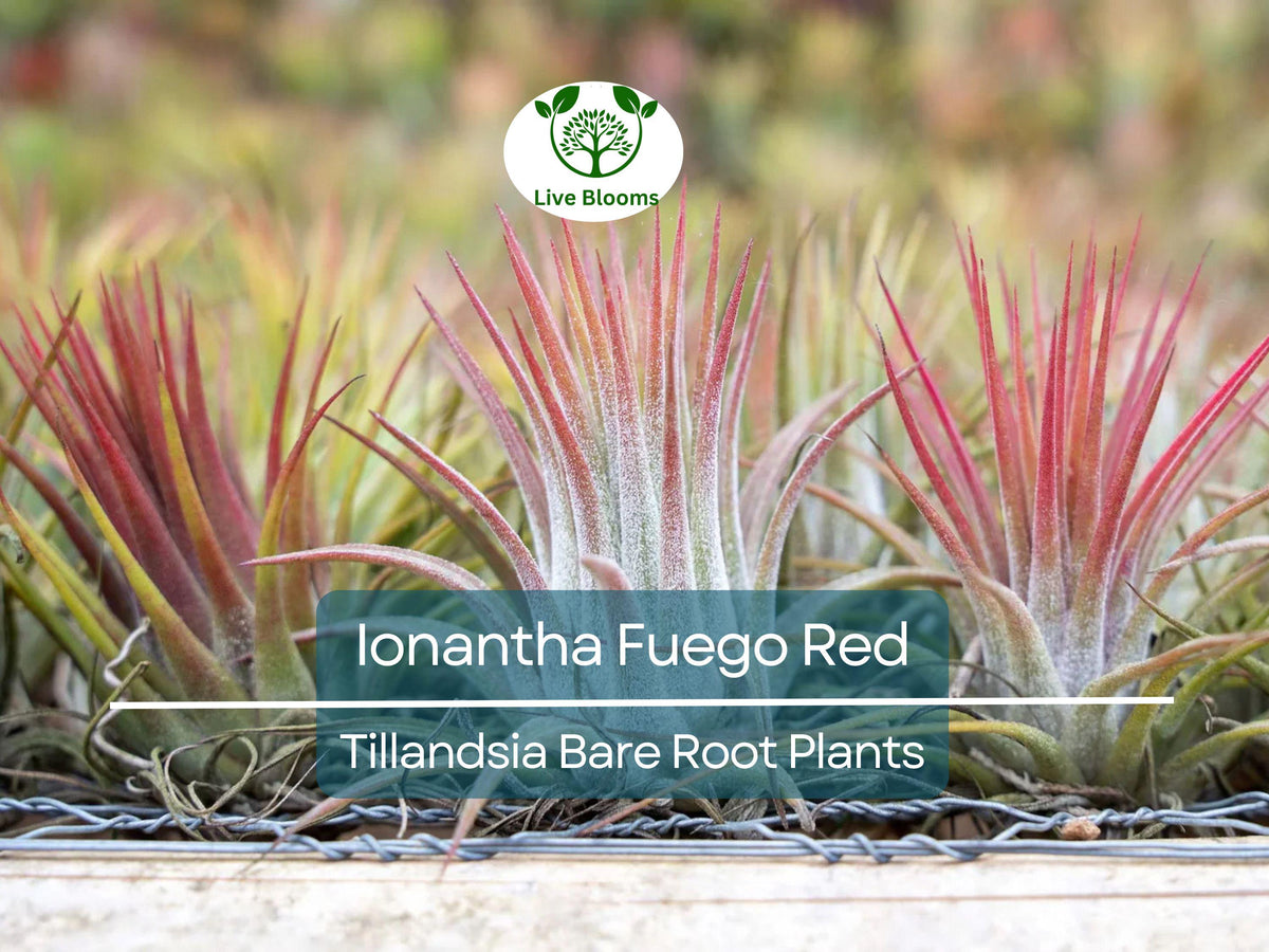Ionantha ‘Fuego’ Red Air Plants – 5-Pack Bare Root Tillandsia – Vibrant Low Maintenance Houseplants – No Soil Needed