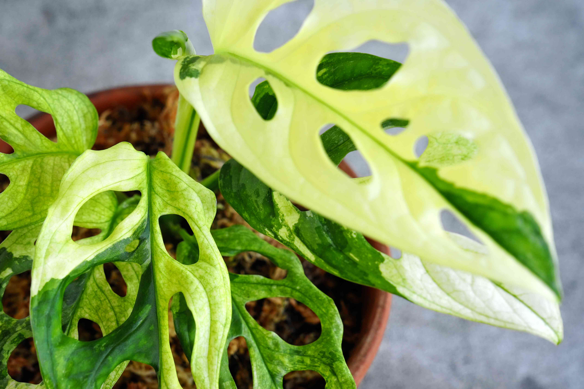Monstera Adansonii Live Starter Plant 6" Cutting Swiss Cheese Plant Easy Care Climbing Tropical Houseplant