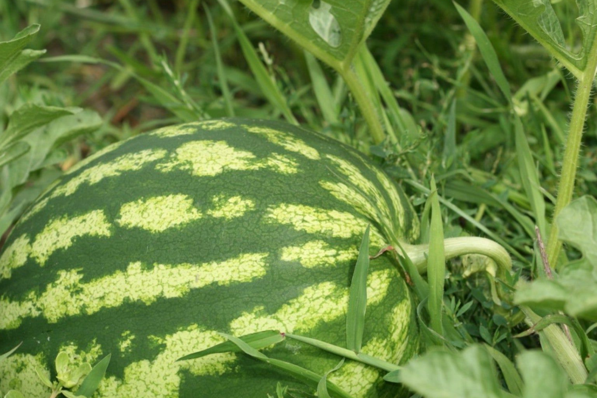 5 Seeds Carolina Cross Watermelon - Giant Sweet Heirloom Variety (Citrullus lanatus) - Ideal for Competitions and Gardens
