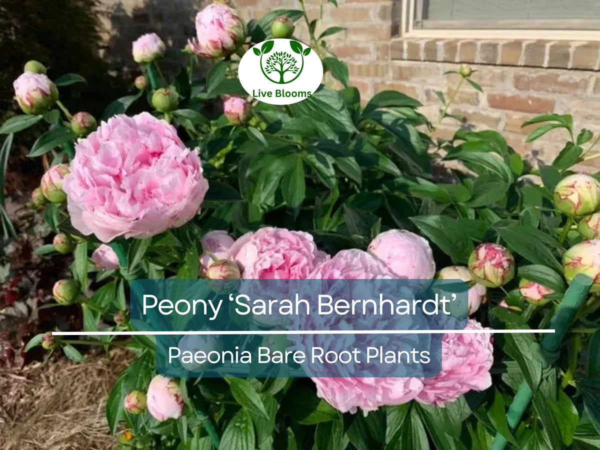 Peony Live Plant - Bare Root ‘Sarah Bernhardt’ - Pink Double Blooms - Paeonia lactiflora - Fragrant Perennial Flower Bush