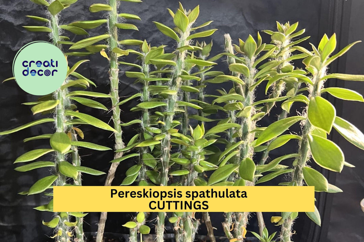 Pereskiopsis spathulata Cuttings | 4" Grafting Cactus Stock | 5 Unrooted Stem Cuttings for Grafting and Propagation