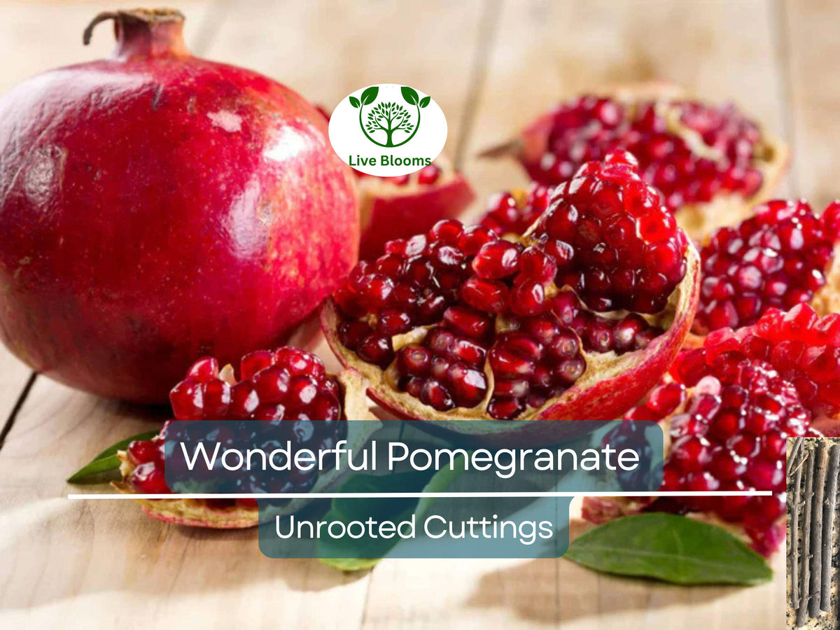 Pomegranate Cuttings 6-8" Unrooted Punica Granatum | Ideal for Rooting & Propagation | Fruit Tree Cuttings for Gardens